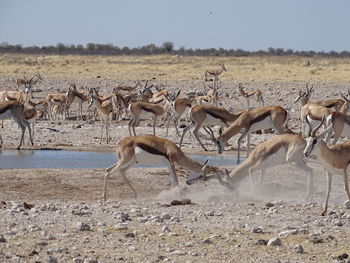 Flock of birds on shore against sky