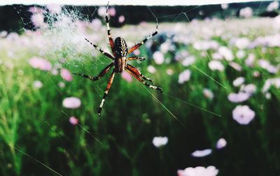 Close-up of spider on web