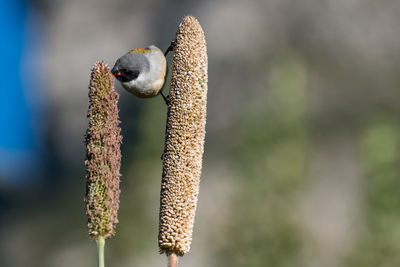 Close-up of bird perching on corn