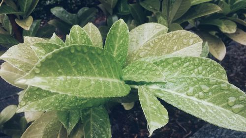 Close-up of leaves