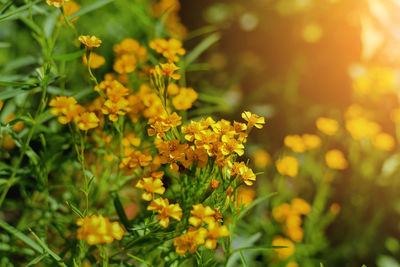 Close-up of yellow flowering plant on field