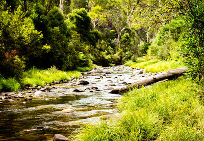 Stream flowing through rocks in forest