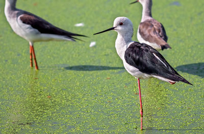 Birds perching on a land