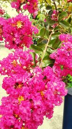 Close-up of pink flowers blooming outdoors