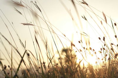 Close-up of stalks in field against sky