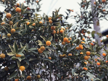 Orange fruits on tree