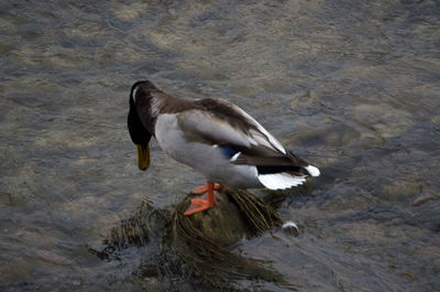 Duck on lake