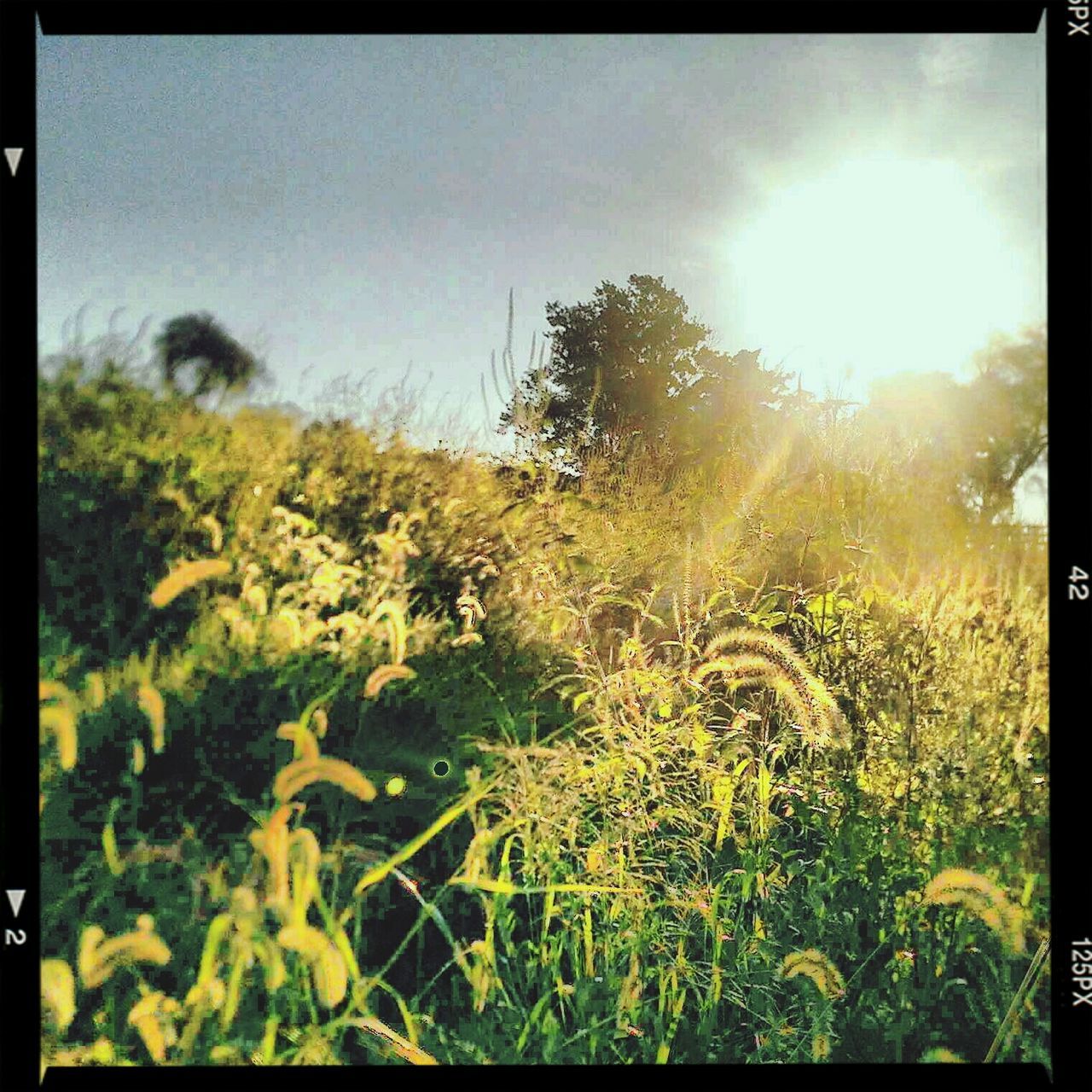 transfer print, growth, field, sun, auto post production filter, plant, sunlight, nature, sunbeam, beauty in nature, tranquility, sky, grass, tranquil scene, lens flare, landscape, flower, scenics, yellow, day