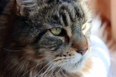 Close-up of a cat looking away