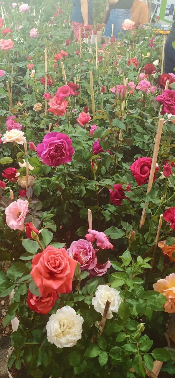 HIGH ANGLE VIEW OF PINK ROSES