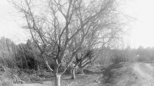 Bare trees on landscape