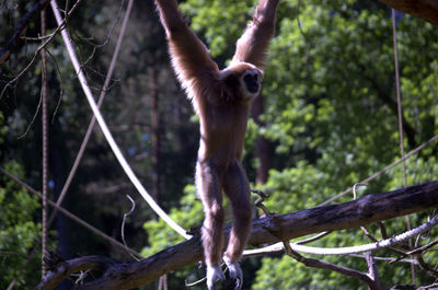 Monkey on tree branch in zoo