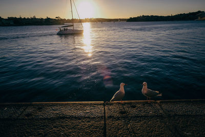 Birds perching on retaining wall by sea against sky