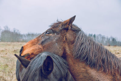 Close-up of horses on field