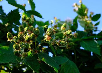 Close-up of fresh green plant