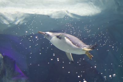 Fish swimming in sea