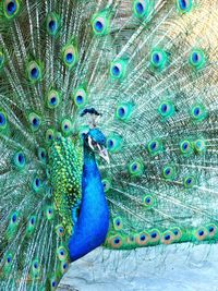 Full frame shot of peacock