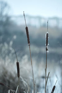 Frozen reeds near the rate in the city