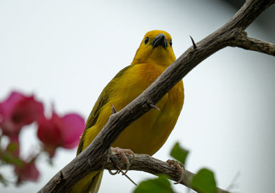 Close-up of a yellow bird perching on branch