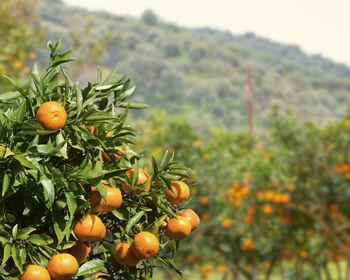 Close-up of fruits on tree