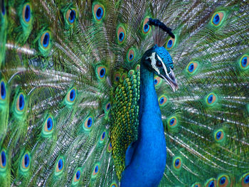 Brilliant blue indian peacock - pavo cristatus - displaying his mating plumage.