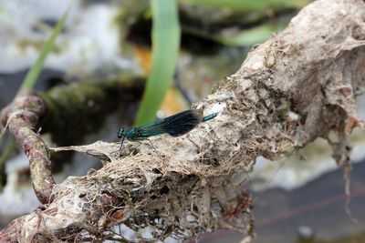 Close-up of bird perching on branch