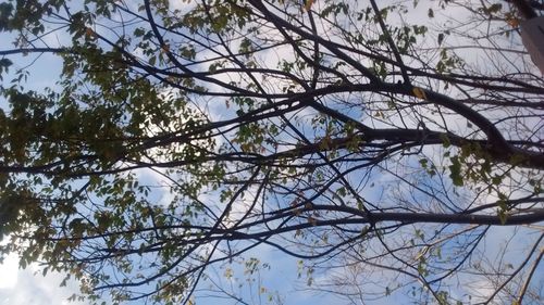 Low angle view of tree against sky