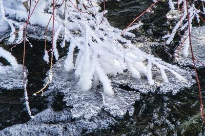 Snow covered trees in forest