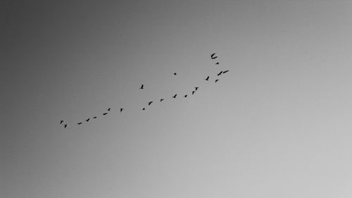 Low angle view of birds flying in the sky