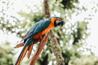 Orange blue cockatoo exotic parrot in the bird park. wildlife scene in tropic forest.