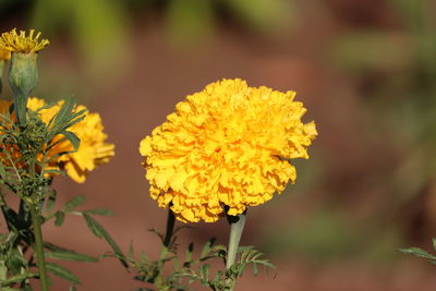 Close-up of yellow flowering plant