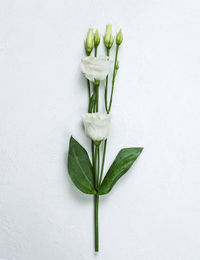 Directly above shot of vegetables on white background