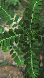 Close-up of green leaves