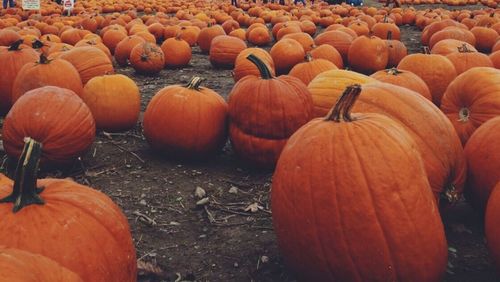 Pumpkins on table