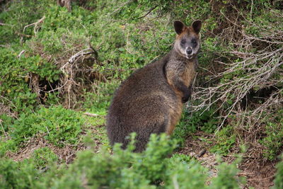 Portrait of cat standing on field