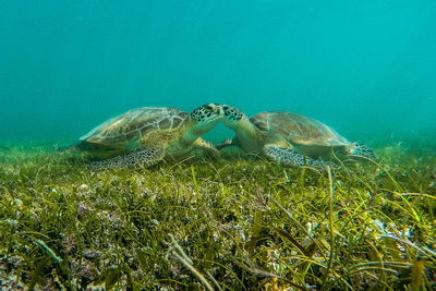 Close-up of turtle swimming in sea