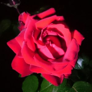 Close-up of pink rose