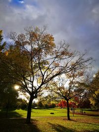 Trees against sky during sunset