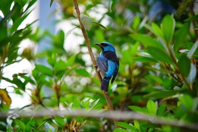 Bird perching on branch