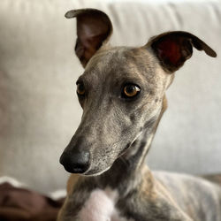 Close-up portrait of a dog