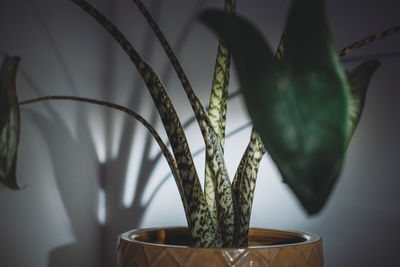 Close-up of potted plant