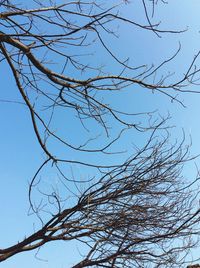 Low angle view of bare tree against clear sky