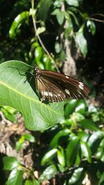 Close-up of butterfly on leaf