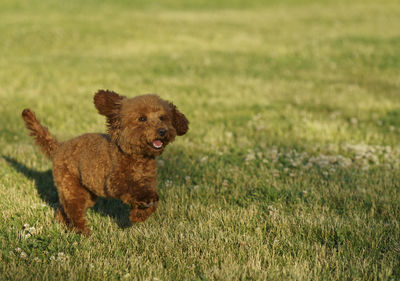 Dogs running on grassy field