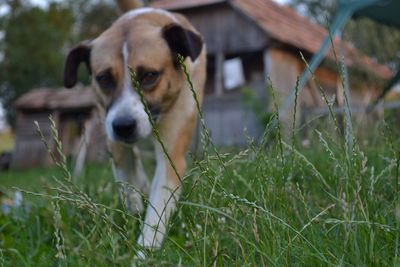 Close-up of dog on field