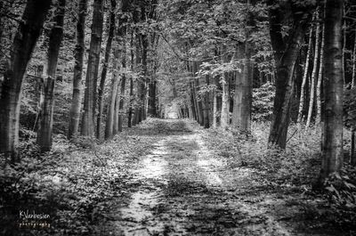 Dirt road amidst trees in forest