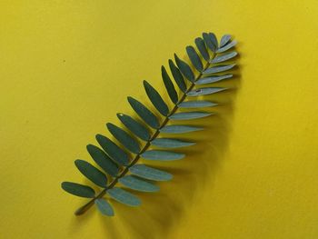 Close-up of yellow leaf on table against wall