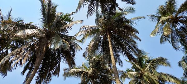 Low angle view of palm trees against sky