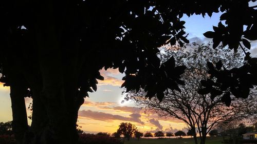 Silhouette trees against sky at night