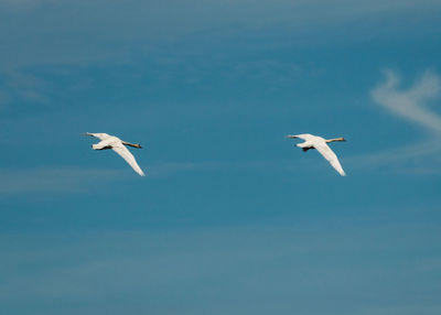 Low angle view of swans flying in sky